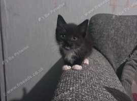 Mixed breed kitten