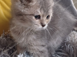 Pretty Scottish Straight Kittens
