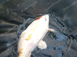 11"+ fat koi