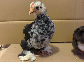 Pekin bantam chicks