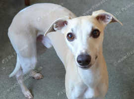 KC Registered Heart Tested Whippet at stud