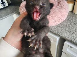 Kittens