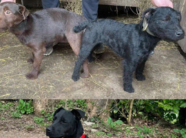 Patterdale terrier (Stud)