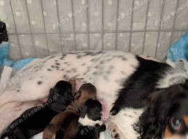 Cavajack X Pomeranian puppies