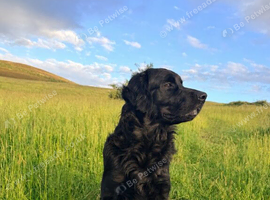 1year black Goldador