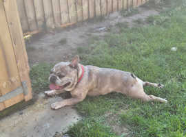 French bulldog male stud