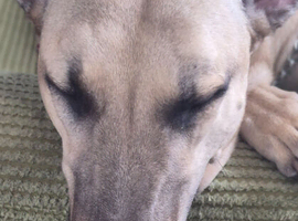 Lurcher male