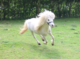 Looking Glass Swagger (dilute Appaloosa)