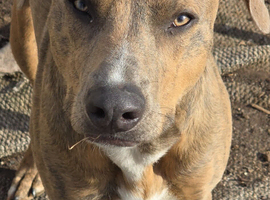 Lurcher x Staffy boy