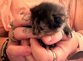 Kittens for sale