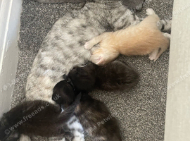 Gorgeous kittens