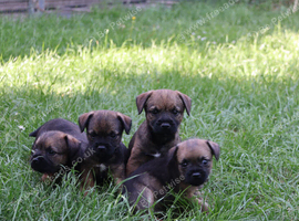 KC Registered Border Terrier Puppies