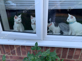British shorthair Cross