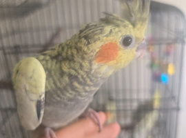 Young cockatiel for sale