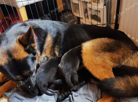 Amazing German shepard pups