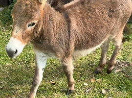 Mediterranean mini donkeys
