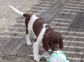 Gorgeous English Springer Spaniel Puppies