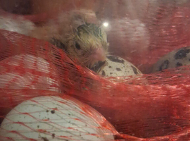 Coturnix quail day old chicks available