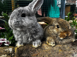 Two beautiful boys looking for a forever home