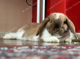 Beautiful Mother & Daughter Mini Lop Pair Looking for a Loving Home