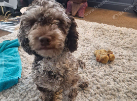 Cockerpoo girl