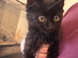 2 black kittens