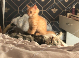 Ginger kitten left