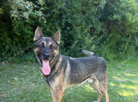 Filimon male german shepherd