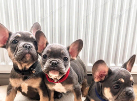 French bulldog Grey Lilac Than