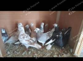 Pigeons