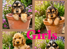 Show type KC Reg Cocker Spaniels from  dna tested parents.