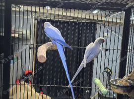 DF violet ringneck + violet pair
