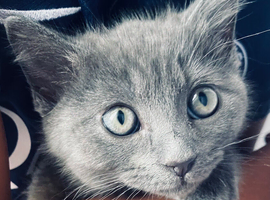 10 week old, male, Ragdoll x Bengal
