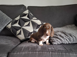 Minature dachshound