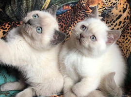 Purebred Colourpoint BSH kittens / blue point , lilac point