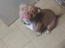 Feamale pocket bully