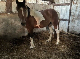 Nf cross warmblood/cob 3 year old filly