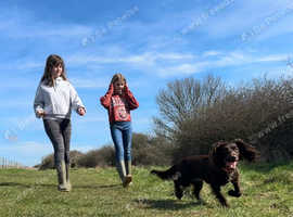 Maya & Friends... fun-filled walks for your dog, peace of mind for you!