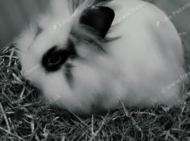 1 Lionhead & 1 English Cross Lionhead Girl Rabbit