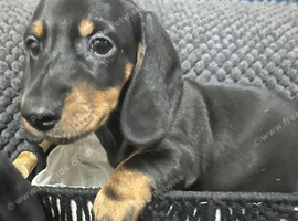 Adorable lil miniature dachshund pups please see all details below