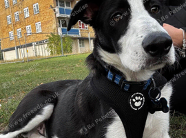 Collie cross labadoodle