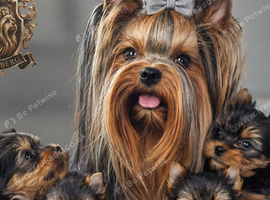 TINY MINI MINIATURE BOY YORKIE RKC REGISTERED