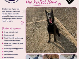 MEET SHADOW &ndash; A BRILLIANT BOY LOOKING FOR HIS FOREVER HOME