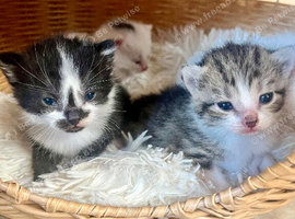 Fluffy kittens