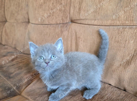 Kittens