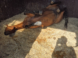16.1hh bay tb for sale