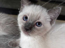 Ragdoll x Russian blue for sale 3 kittens and mum