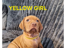 kc hungarian vizla pups (9 weeks old)