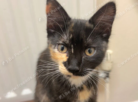 buetiful kitten