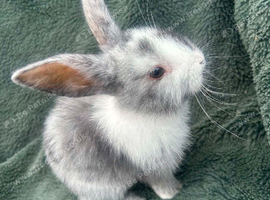 Bunnys for sale